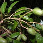 Spondias radlkoferi fruit picture by Nelson Zamora Villalobos (cc-by-nc)