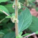 Parietaria judaica fruit picture by hieracium eriophorum (cc-by-sa)