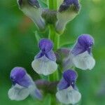 Scutellaria altissima flower picture by maria patrizia maria patrizia (cc-by-sa)