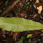 Pausandra trianae leaf picture by Nelson Zamora Villalobos (cc-by-nc)