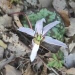 Erythronium dens-canis flower picture by franco (cc-by-sa)