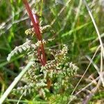 Pedicularis palustris habit picture by chris rahner (cc-by-sa)