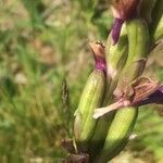 Anacamptis morio fruit picture by Hugo SANTACREU (cc-by-sa)