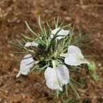 Nigella arvensis flower picture by Angelos (cc-by-sa)