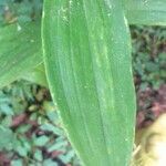 Streptopus amplexifolius leaf picture by Daniel Voss (cc-by-sa)