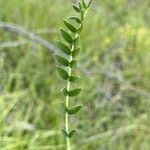 Oxytropis campestris leaf picture by Pierre GUDEL (cc-by-sa)