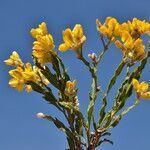 Genista tridentata flower picture by Carlos Villasante (cc-by-sa)