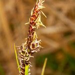 Carex ericetorum flower picture by Martin Bishop (cc-by-sa)