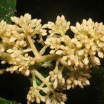 Ardisia standleyana fruit picture by Nelson Zamora Villalobos (cc-by-nc)