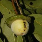 Ocotea morae fruit picture by Nelson Zamora Villalobos (cc-by-nc)