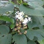 Clerodendrum infortunatum flower picture by Flavy Saldanha (cc-by-sa)