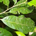 Pouteria amygdalicarpa leaf picture by Nelson Zamora Villalobos (cc-by-nc)