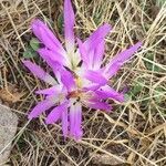 Colchicum montanum flower picture by fly Irene (cc-by-sa)