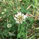 Trifolium repens flower picture by laurina89 (cc-by-sa)