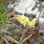 Carex sempervirens flower picture by Vanni Aizza (cc-by-sa)