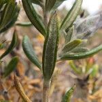 Mutisia ledifolia leaf picture by Fabien Anthelme (cc-by-sa)