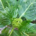 Hydrangea macrophylla fruit picture by Oli Haill (cc-by-sa)