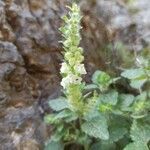 Scutellaria sieberi flower picture by Anne Froger (cc-by-sa)