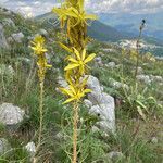 Asphodeline lutea flower picture by Laura (cc-by-sa)