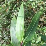 Lithachne pauciflora leaf picture by Daniel Barthelemy (cc-by-nc)