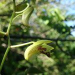 Dendrobium closterium flower picture by Stéphane Lardy (cc-by-sa)