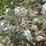 Cryptantha clevelandii flower picture by Monika Kopp (cc-by-sa)