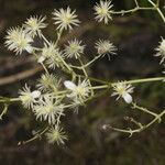 Clematis guadeloupae flower picture by Nelson Zamora Villalobos (cc-by-nc)