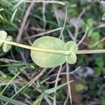 Coronilla scorpioides leaf picture by Denis Bastianelli (cc-by-sa)