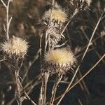 Carlina biebersteinii fruit picture by Alexander Baransky (cc-by-sa)