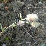 Trifolium strictum fruit picture by Manon Bounous (cc-by-sa)