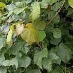 Firmiana colorata leaf picture by Suresh Kumar (cc-by-sa)