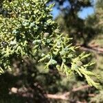 Juniperus osteosperma leaf picture by Rachatar RachatarSawangarrom (cc-by-sa)