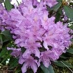 Rhododendron ponticum habit picture by Marylin G (cc-by-sa)