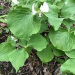 Trillium flexipes leaf picture by Kelsey S (cc-by-sa)