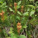 Phyllodoce empetriformis habit picture by jimmysong (cc-by-sa)