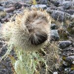 Cirsium nivale flower picture by Fabien Anthelme (cc-by-sa)