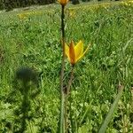 Tulipa sylvestris habit picture by lolo P (cc-by-sa)