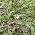 Sisyrinchium micranthum flower picture by Augustin Soulard (cc-by-sa)