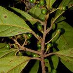 Ocotea leucoxylon habit picture by Nelson Zamora Villalobos (cc-by-nc)