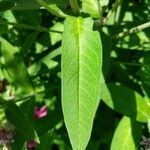 Asclepias incarnata leaf picture by Matthias Foellmer (cc-by-sa)