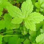 Geranium versicolor leaf picture by Alessandro (cc-by-sa)