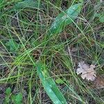 Pulmonaria longifolia habit picture by Juliane Casquet (cc-by-sa)