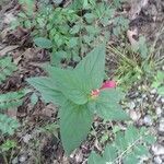 Spigelia marilandica flower picture by Natures Guy (cc-by-sa)