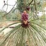 Pinus ayacahuite fruit picture by Cano César (cc-by-sa)