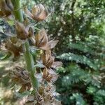 Veratrum nigrum flower picture by Jason Fiant (cc-by-sa)