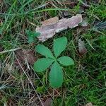 Lysimachia europaea leaf picture by Lindroos Kristian (cc-by-sa)