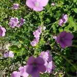 Linum viscosum flower picture by Elda (cc-by-sa)