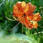 Lilium lancifolium flower picture by Yvon L (cc-by-sa)