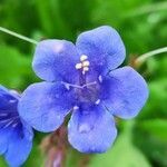 Phacelia campanularia flower picture by Peter Lesay (cc-by-sa)