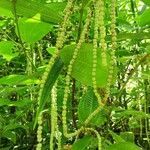 Boehmeria penduliflora leaf picture by elodie vallet (cc-by-sa)